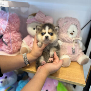Puppy Name : Bernie