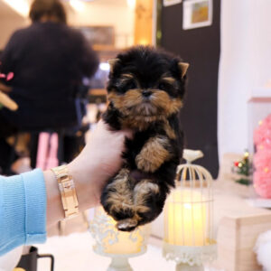 Puppy Name : Antony