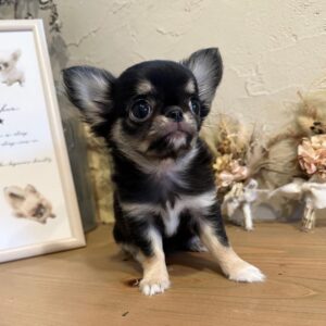 Puppy Name : Tiny