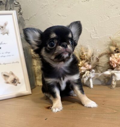 Puppy Name : Tiny