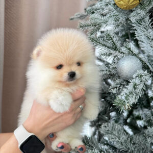 Puppy Name : Alaska