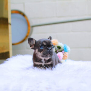 Puppy Name : Bonnie