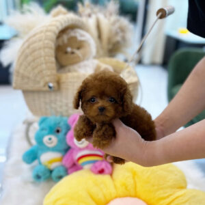 Puppy Name : Paris