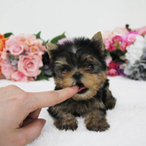 Puppy Name : Lilac