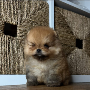 Puppy Name : Cash