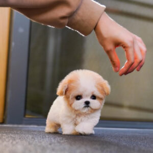 Puppy Name : Maggie
