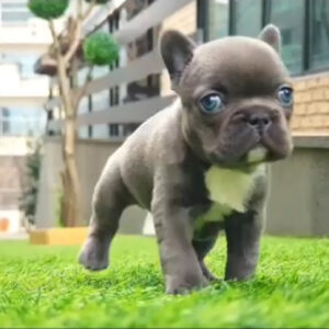 Puppy Name : Leo