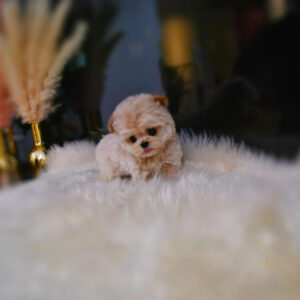 Puppy Name : Minnie