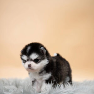 Puppy Name : Snoopy