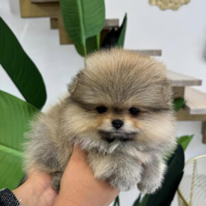 Puppy Name : Moly