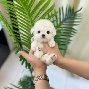 Puppy Name : Roy