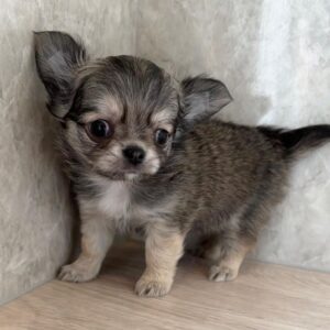 Puppy Name : Lily