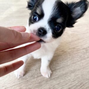 Puppy Name : Maxi