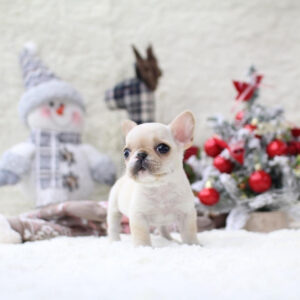Puppy Name : Gucci