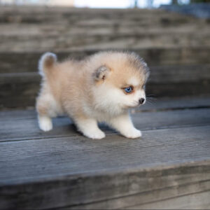 Puppy Name : Blaze