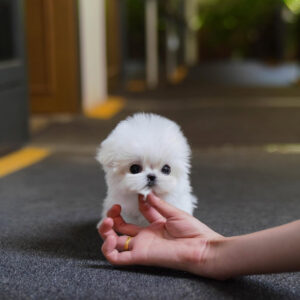 Puppy Name : Millie