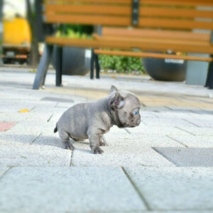 Puppy Name : Roxy