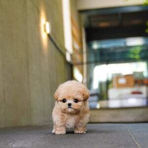 Puppy Name : Rolly