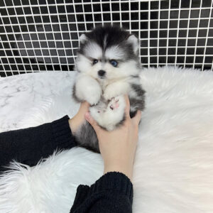 Puppy Name : Bobby