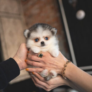 Puppy Name : Nina