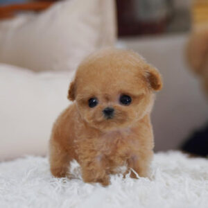 Puppy Name : Mike