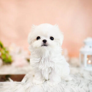 Puppy Name : Honey