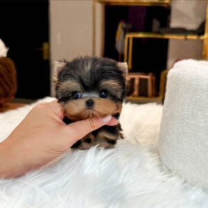 Puppy Name : Zac
