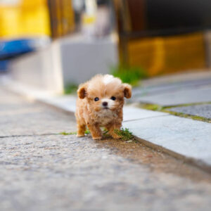 Puppy Name : Cleo