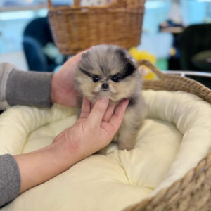 Puppy Name : Tommy