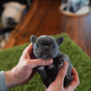 Puppy Name : Ellie