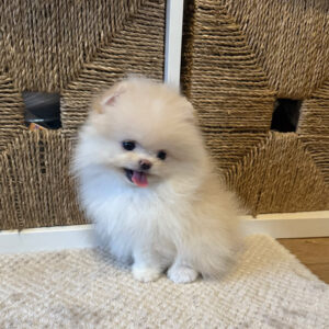 Puppy Name : Loki