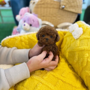 Puppy Name :Penny