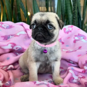 Puppy Name : Stacy