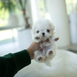 Puppy Name : Molly