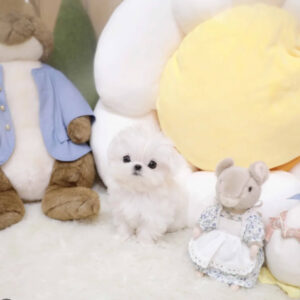 Puppy Name : Cookie
