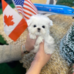 Puppy Name : Mia