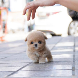 Puppy Name : Lilo