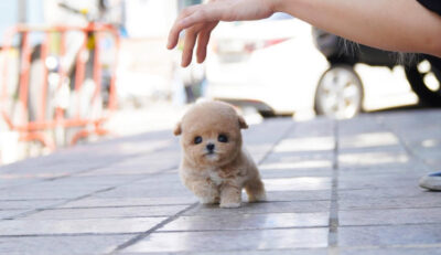 Puppy Name : Lilo
