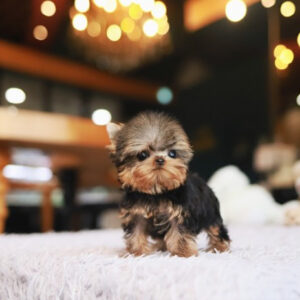 Puppy Name : Nala