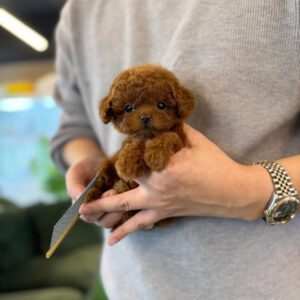 Puppy Name : Daisy