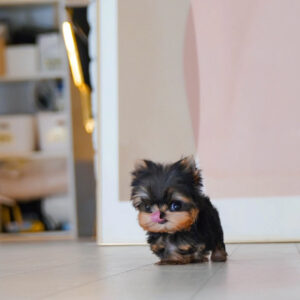 Puppy Name : Jenny