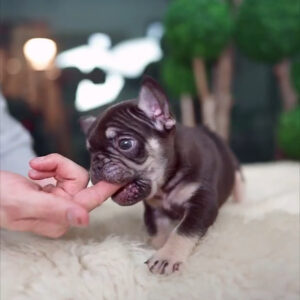 Puppy Name : Aron