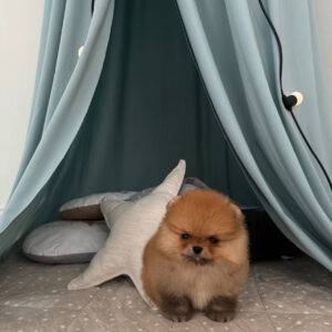 Puppy Name : Bear
