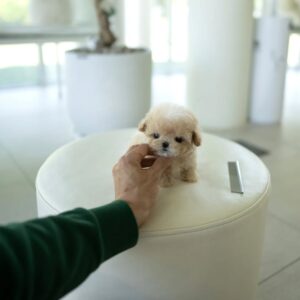 Puppy Name : Khal