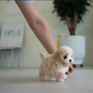Puppy Name : Mickie