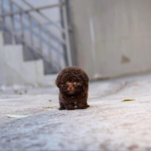 Puppy Name : Ivy