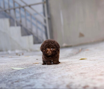 Puppy Name : Ivy