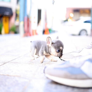 Puppy Name : Willow