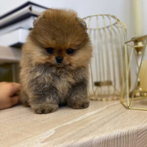 Puppy Name : Bruno