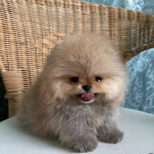 Puppy Name : Mimi